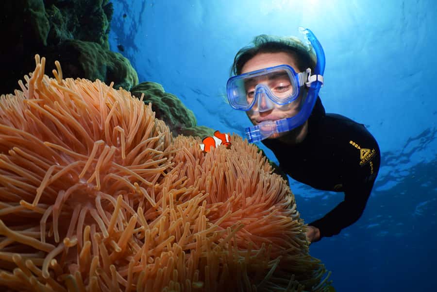 Port Douglas: Silversonic Great Barrier Reef Dive & Snorkel - Key reasons this reef cruise works so well