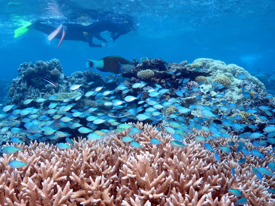 Port Douglas: Silversonic Great Barrier Reef Dive & Snorkel - Agincourt Ribbon Reefs snorkel plan: 3 sites, 5 hours, real variety