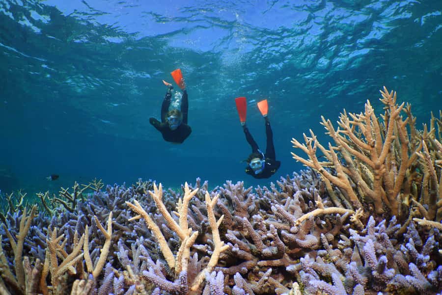 Port Douglas: Silversonic Great Barrier Reef Dive & Snorkel - Food, gear, and small comfort perks that make the day easier