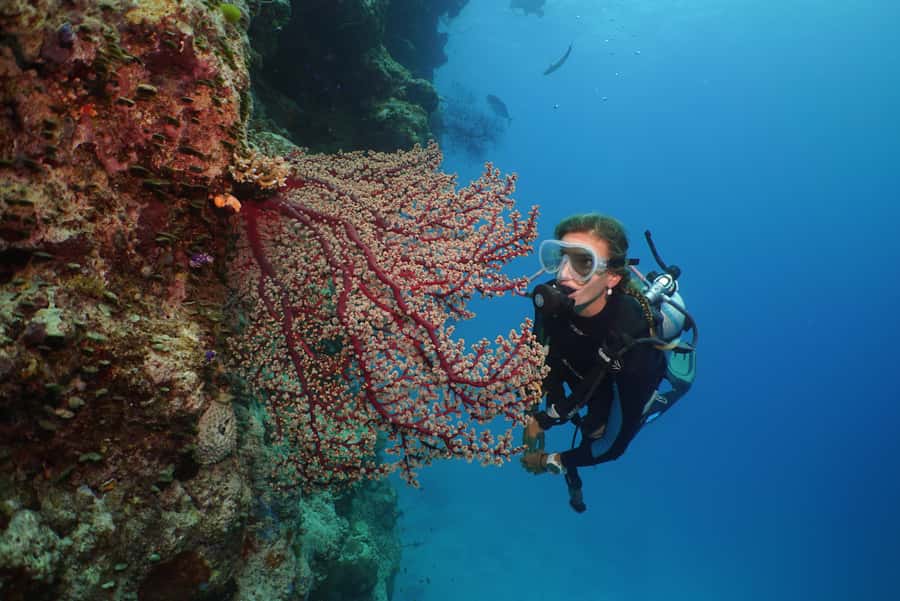 Port Douglas: Silversonic Great Barrier Reef Dive & Snorkel - Price and value: why $208 can make sense here