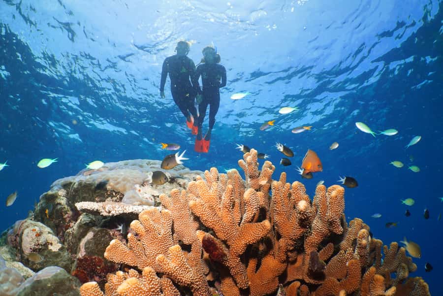 Port Douglas: Silversonic Great Barrier Reef Dive & Snorkel - Port Douglas check-in and the day’s timing that keeps it moving
