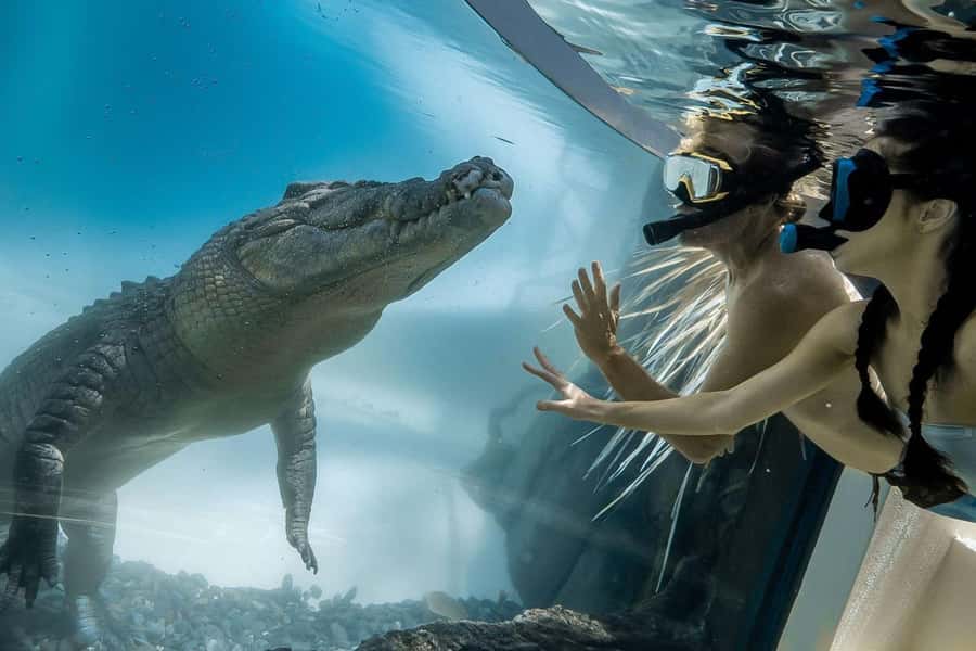Port Douglas: Wildlife Habitat Swim with Crocodiles - The swim itself: how you see crocodiles eye-to-teeth