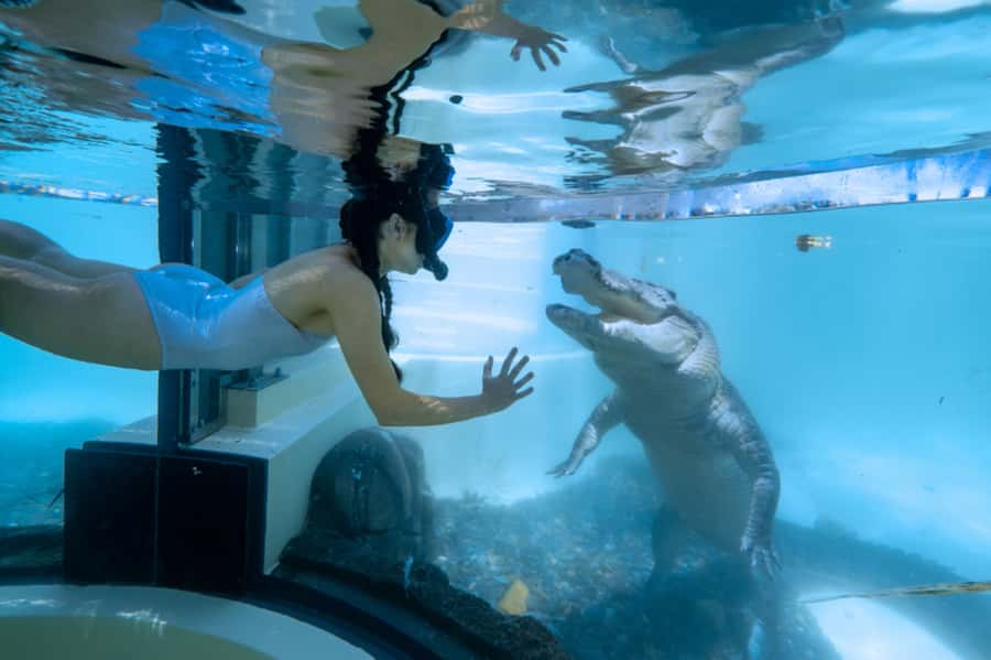 Port Douglas: Wildlife Habitat Swim with Crocodiles - Who should book CrocArena, and who should skip