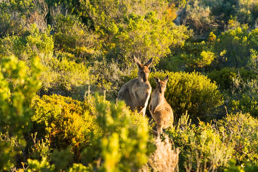 Port Lincoln: Coffin Bay Seafood, Wine, and Nature Day Trip - The upgrade choice: the 3-hour oyster farm and bay cruise with waders