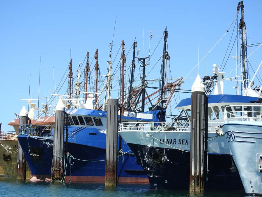 Port Lincoln Day Tour: Eyre Peninsula - Key things that make this Port Lincoln day tour worth your time