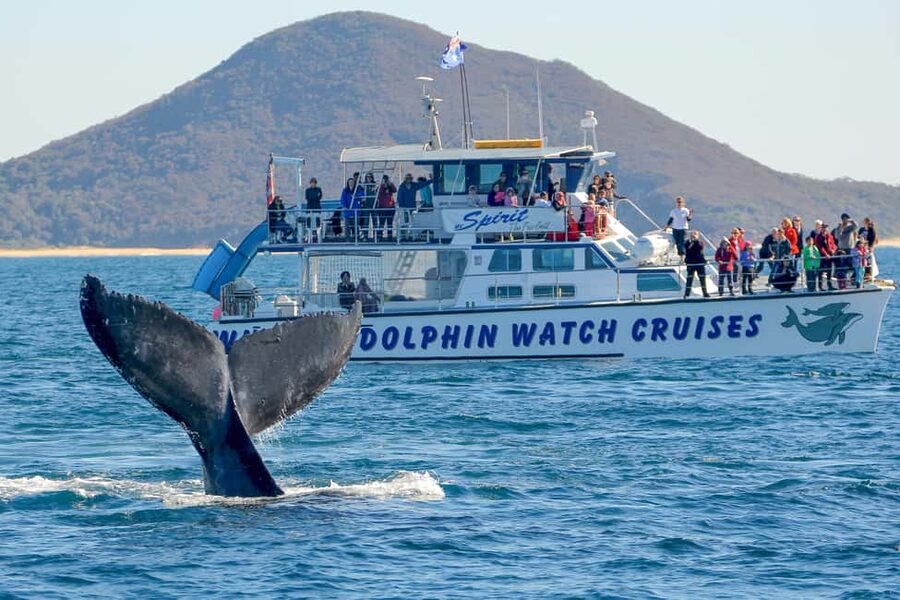 Port Stephens: 2.5-Hour Whale Watching & Outer Island Cruise - Key highlights to look for