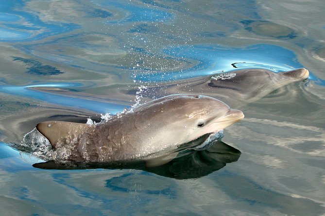 Port Stephens 3 Hour Whale and Dolphin Watch Cruise - Key Things That Make This Cruise Worth Your Time