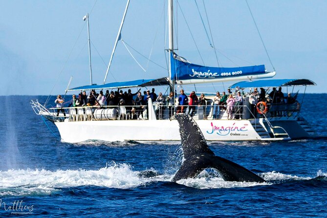 Port Stephens 3 Hour Whale and Dolphin Watch Cruise - What You Can See: Humpback Whales, Dolphins, Seabirds, and Fur Seals