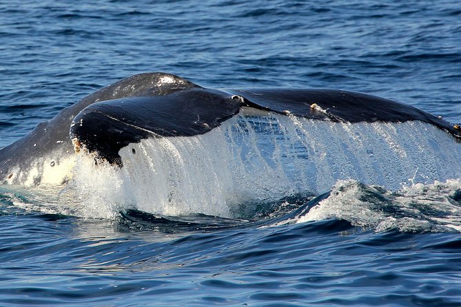 Port Stephens 3 Hour Whale and Dolphin Watch Cruise - Stop 1, Explained: The Offshore Whale-Spotting Run From Nelson Bay