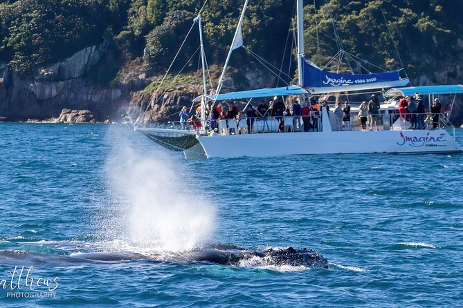 Port Stephens 3 Hour Whale and Dolphin Watch Cruise - The Crew and Commentary: What You Gain From Their Eyes