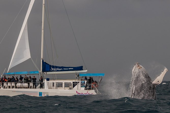 Port Stephens 3 Hour Whale and Dolphin Watch Cruise - Price and Value: Why $62.04 Can Add Up to More Than a Ticket
