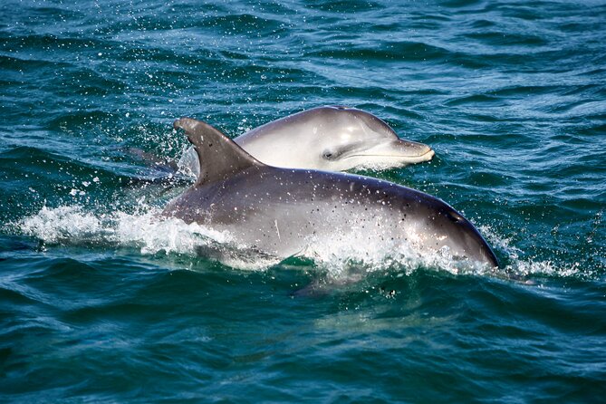 Port Stephens: Dolphin Discovery Cruise - Nelson Bay Dolphin Cruising Makes Sense for Most Days