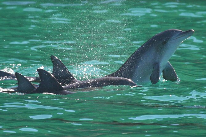 Port Stephens: Dolphin Discovery Cruise - Price and Value: Does $32.28 Add Up?