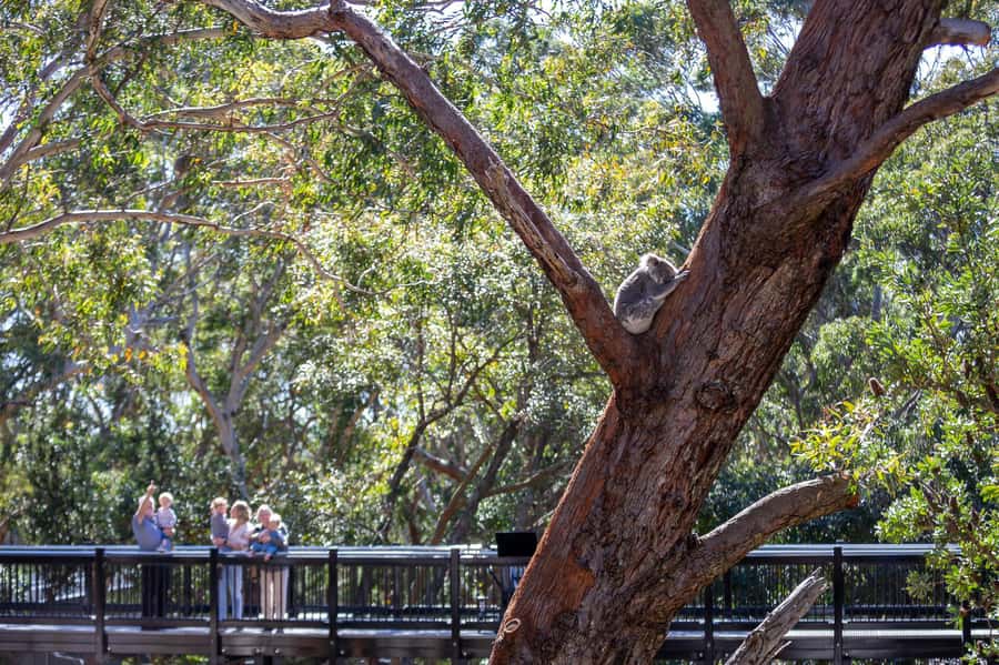 Port Stephens: Koala Sanctuary General Admission Ticket - Where Port Stephens Koala Sanctuary Fits Into Your Day