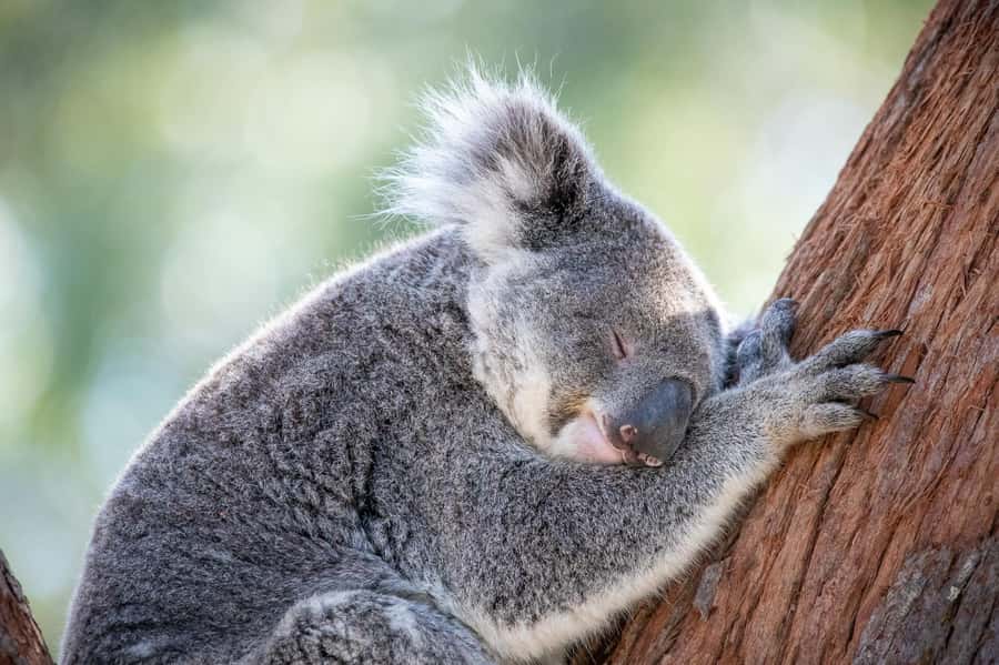 Port Stephens: Koala Sanctuary General Admission Ticket - Ticket Value for a $19 One-Day Visit