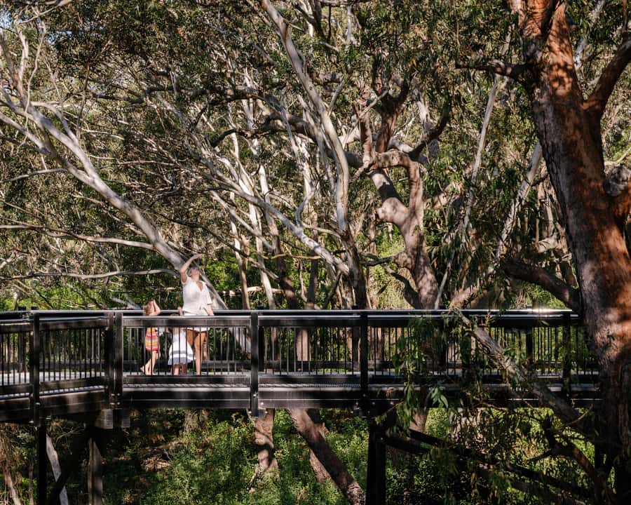 Port Stephens: Koala Sanctuary General Admission Ticket - Newcastle Airport SKYwalk, 225m Raised 10 Metres for a Koala-Eye View