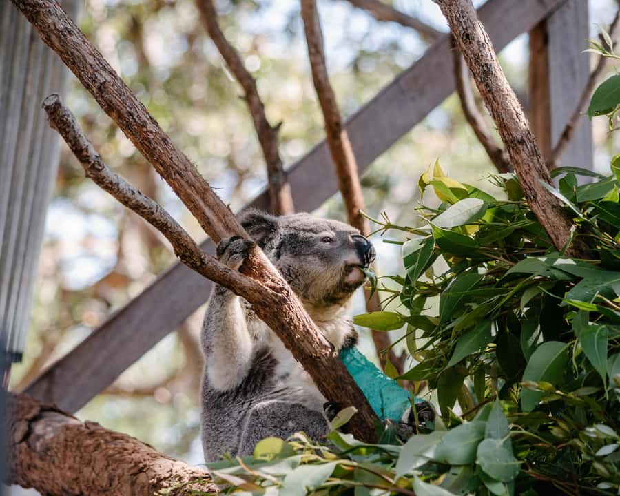 Port Stephens: Koala Sanctuary General Admission Ticket - Arrival and the Friendly Faces Behind the Mission