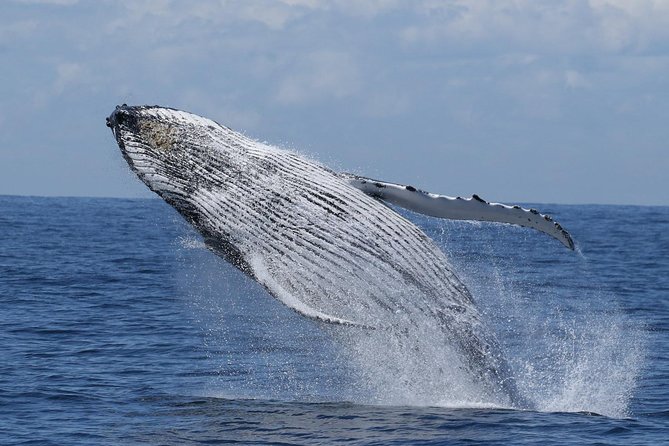Port Stephens: Whale Watching Cruise - Key things I’d plan around