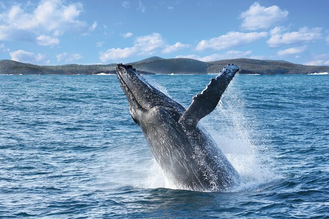 Port Stephens: Whale Watching Cruise - Port Stephens humpbacks: what this cruise is really like