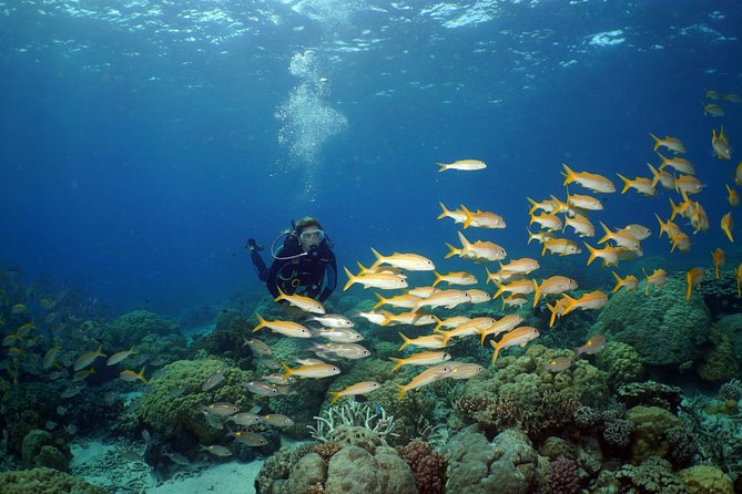 Poseidon Outer Great Barrier Reef Snorkeling and Diving Cruise from Port Douglas - Who should book this cruise, and who should reconsider