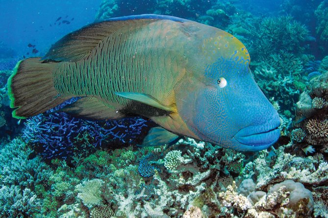 Poseidon Outer Great Barrier Reef Snorkeling and Diving Cruise from Port Douglas - The Poseidon catamaran: fast to the reef, built for reef work