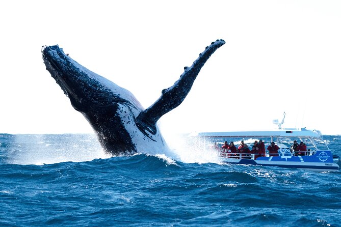 Premier Whale Watching Byron Bay - Key things that make this whale watch worth it