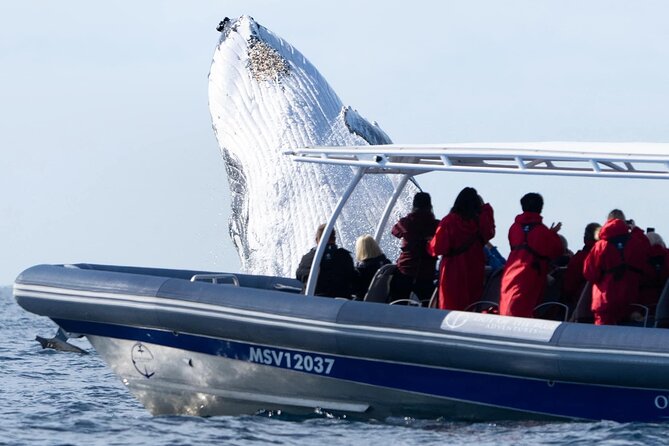 Premier Whale Watching Byron Bay - On board: marine biology talk, plus whale sounds on the hydrophone