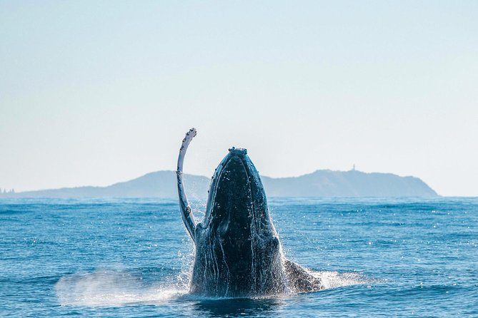 Premier Whale Watching Byron Bay - Stop 1: Byron Bay coast scanning, where sightings can pop fast