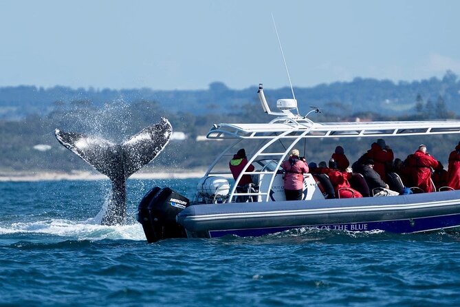 Premier Whale Watching Byron Bay - Comfort on a whale watch: spray jacket, poncho, and the real weather check