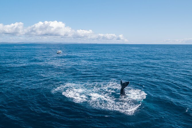 Premier Whale Watching Byron Bay - Price and value: why $92.52 feels fair here