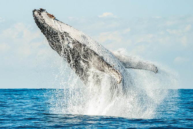 Premier Whale Watching Byron Bay - Meeting at Ballina’s Lance Ferris Wharf, not inside Byron Bay