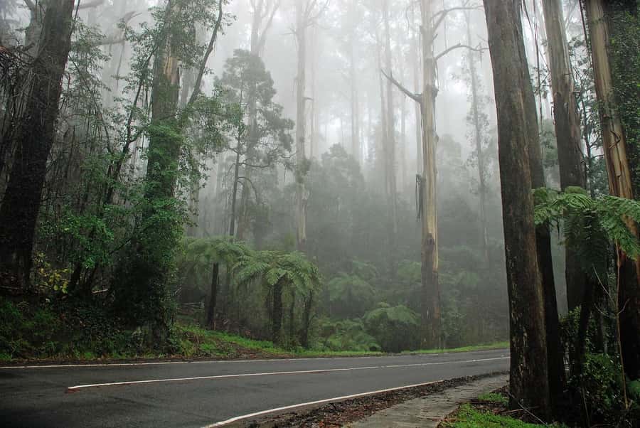 Premium Great Ocean Road Reverse Tour 13Pax Max Hotel PickUP - Great Otway National Park rainforest walk (your nature reset)