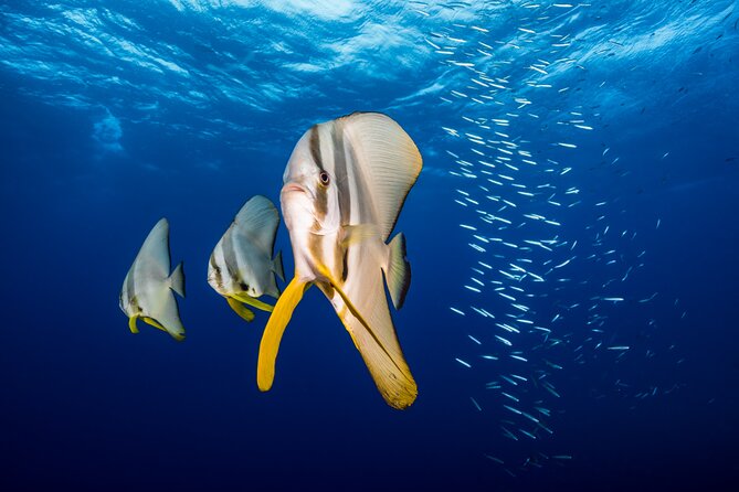 Premium Guided Dive Trip - Outer Great Barrier Reef - Start at 44 Wharf St: a full-day plan from Port Douglas