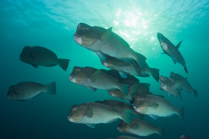 Premium Guided Dive Trip - Outer Great Barrier Reef - The 90-minute ride out: your briefing starts before you hit the water