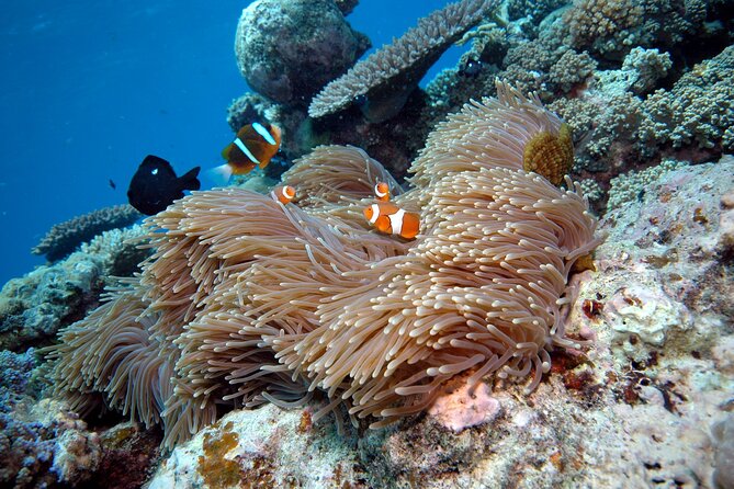 Premium Guided Dive Trip - Outer Great Barrier Reef - Price and value: what $192 buys you in the real world