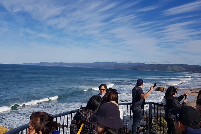 Private and Customised Great Ocean Road and Luxury Tour - The koala and wildlife odds on this route