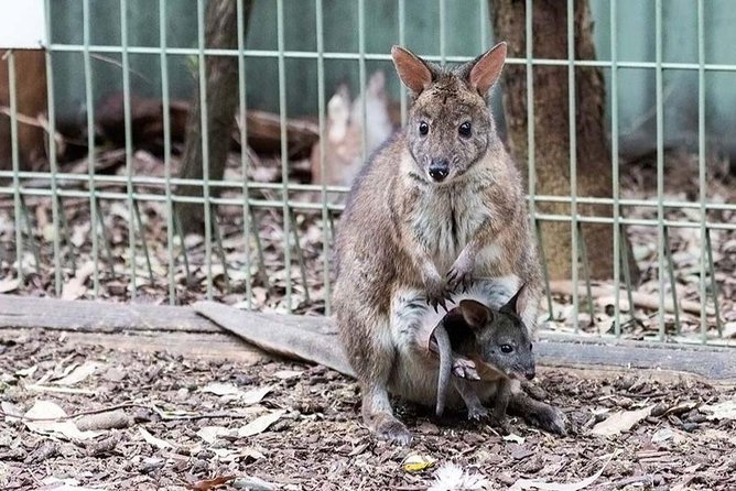 PRIVATE Blue Mountains tour & Koalas, Kangaroos, Cruise plus more - Leura’s garden-town break, short but useful