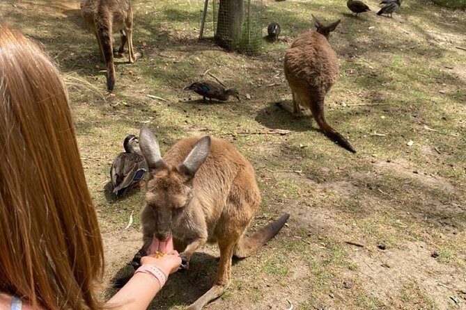 Private Blue Mountains Tour | Waterfalls, Koalas & Views - Leura lunch in a mountain village break