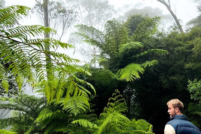 Private Blue Mountains Tour | Waterfalls, Koalas & Views - Evans Lookout: another valley view that keeps the day from repeating itself
