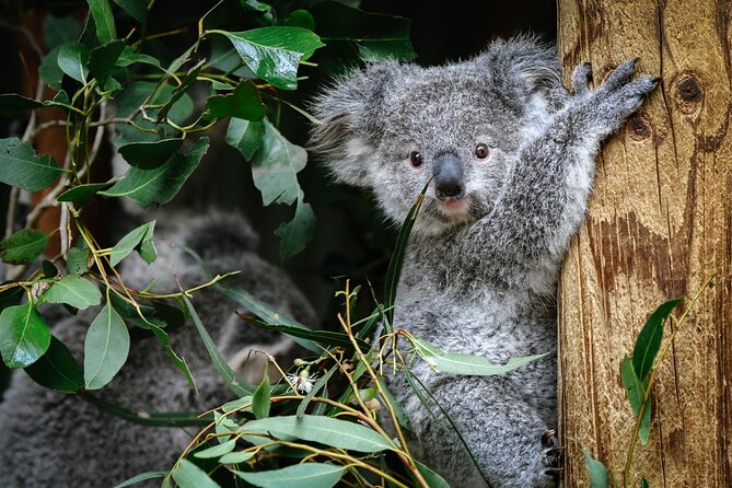 Private Blue Mountains Tour | Waterfalls, Koalas & Views - Lincoln’s Rock: the quick “set your brain to mountain mode” stop