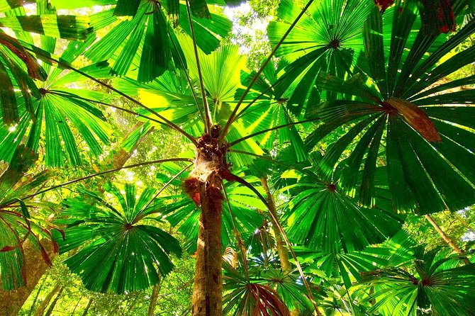 Private Cape Tribulation & Mossman Gorge Day Tour - Cable Ferry Crossing: The Route Feels Remote for a Reason