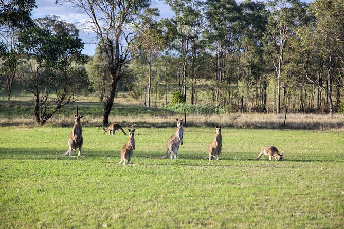 Private full-day wine tour in the Hunter Valley - Included vs not included, so you can budget like a grown-up