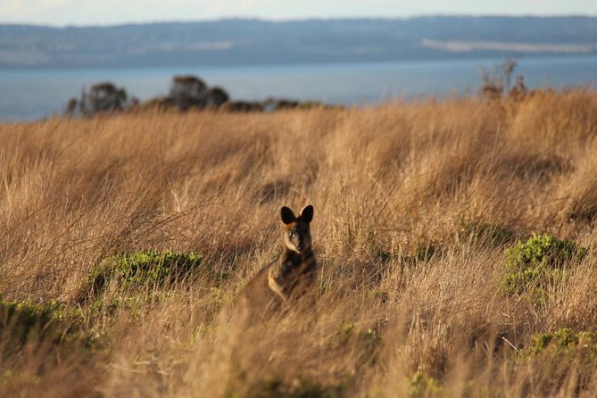 Private Great Ocean Road - The Ultimate Aussie Adventure - A private Great Ocean Road day you can actually steer