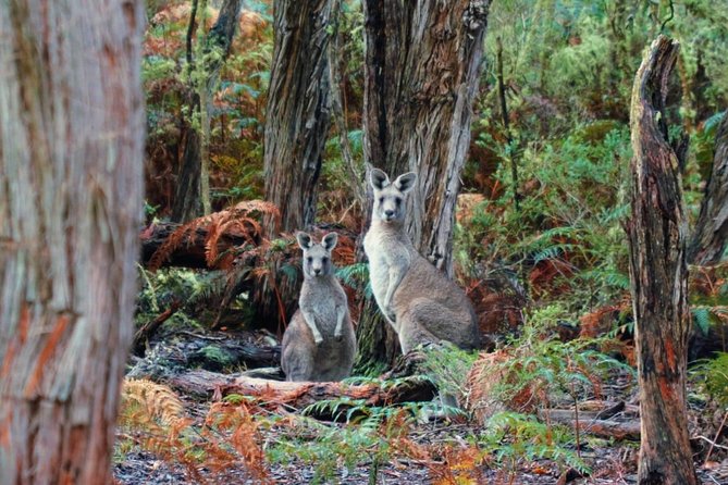 Private Great Ocean Road Tour (overnight option) - Day two through the Otways: rainforest breaks before the icons