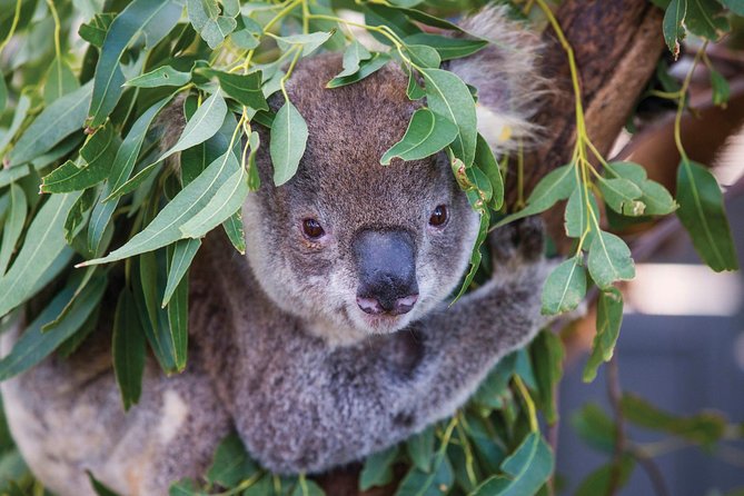 Private Guided Tour: Blue Mountains Tour from Sydney - Featherdale Wildlife Park for koalas and kangaroos, and what to expect