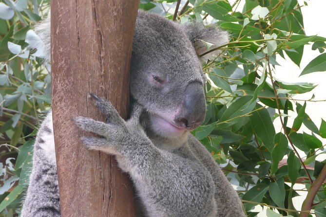 Private Guided Tour from Sydney to Blue Mountains National Park - Why the 7:15am start matters (and how it saves your energy)