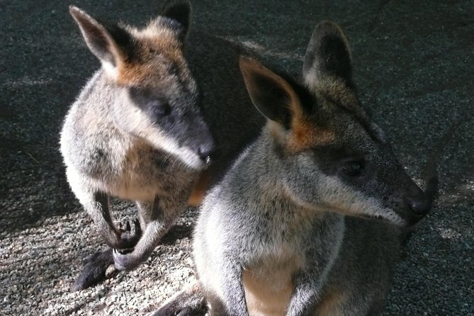 Private Guided Tour from Sydney to Blue Mountains National Park - Entering the Blue Mountains UNESCO zone with a real plan