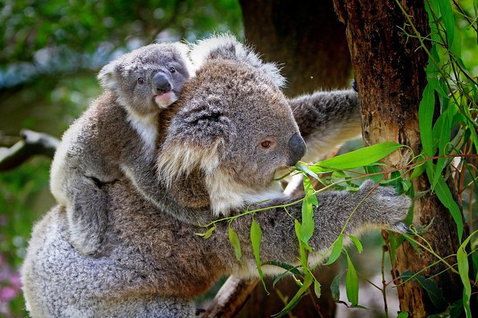 Private One Day Great Ocean Road Tour (12 Hour) - Stop-by-stop: the Great Ocean Road highlights in a sensible order