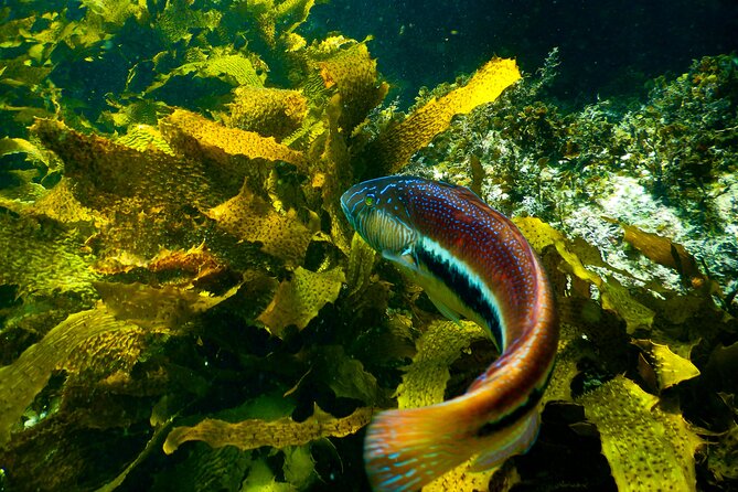 Private Snorkeling Tour In Sydney's Marine Reserve - Key highlights worth clocking before you go
