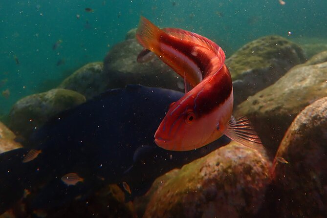 Private Snorkeling Tour In Sydney's Marine Reserve - What you’ll see: fish species, kelp, and those good moments
